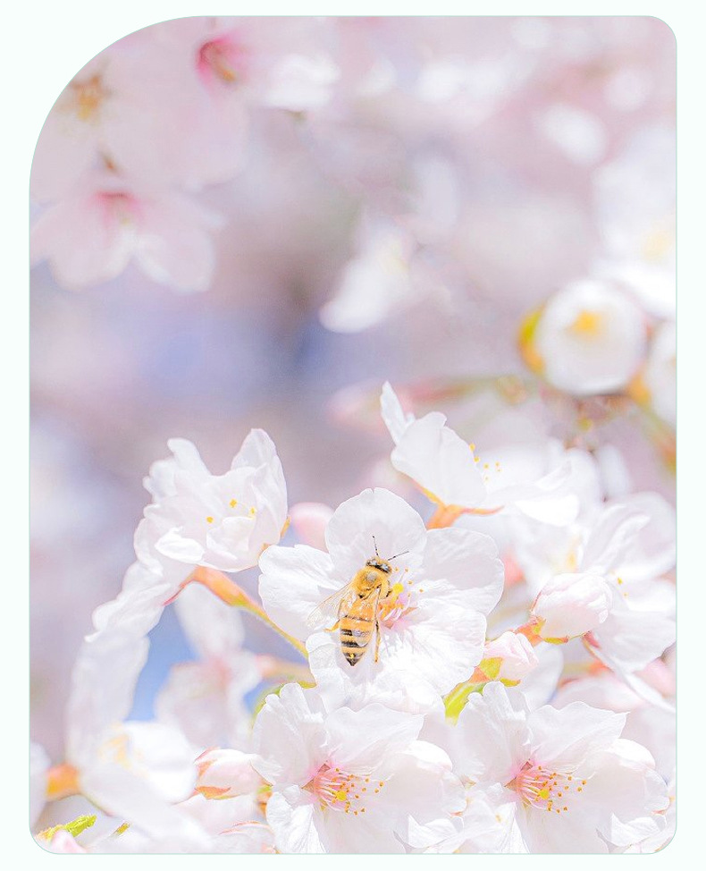 加厚垃圾袋宠物专用免撕盒装拾便袋 迷你可降解猫狗屎袋铲屎神器详情6