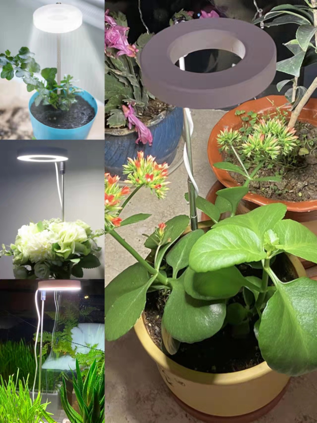 LED angel ring plant growth lamp, sunlight-like plant supplementary light, indoor succulent bonsai plant lamp manufacturer pic 2