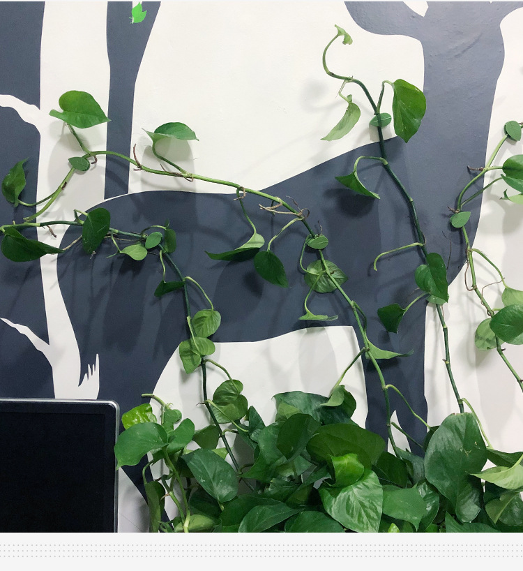 树叶款绿萝固定器绿植爬墙神器墙面西瓜藤蔓固定夹无痕绿植固定器详情15