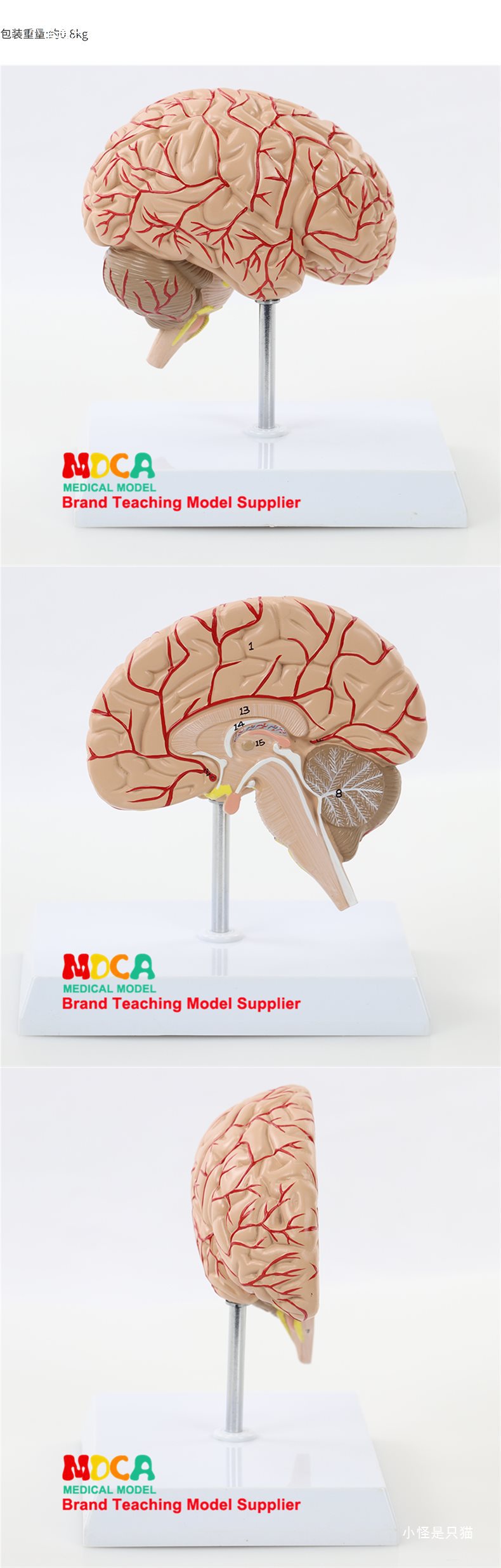 右半大脑解剖模型人体1:1神经皮质结构与功能分区医学教学详情18