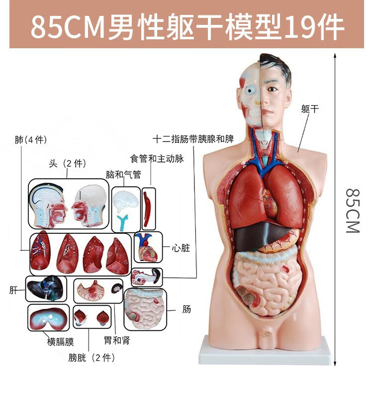 人体解剖模型高端专业医学系统神经结构内脏可拆卸骨骼躯干肌详情10