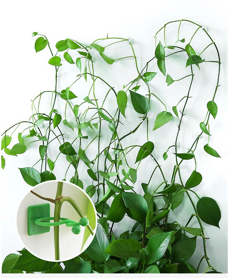 绿萝固定器藤蔓植物绿植墙上攀爬器挂钩电线固定扣爬藤造型固定夹详情1