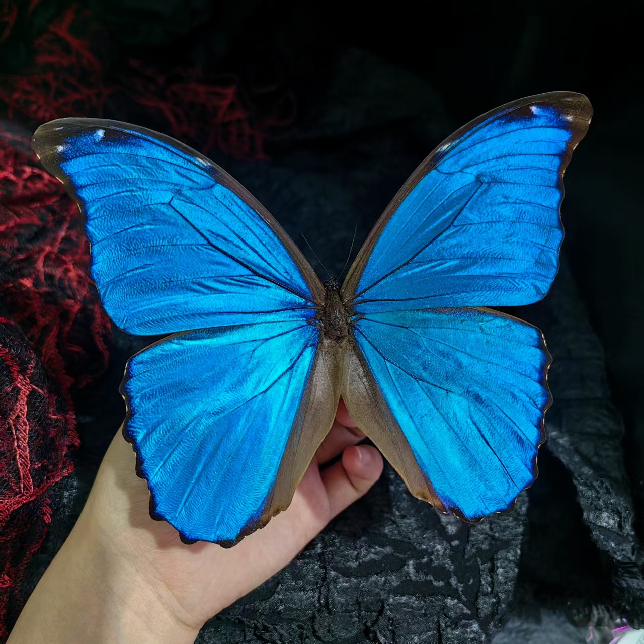 蝴蝶标本摆件真蝴蝶昆虫标本学生儿童创意生日礼科学认知科教玩具详情6