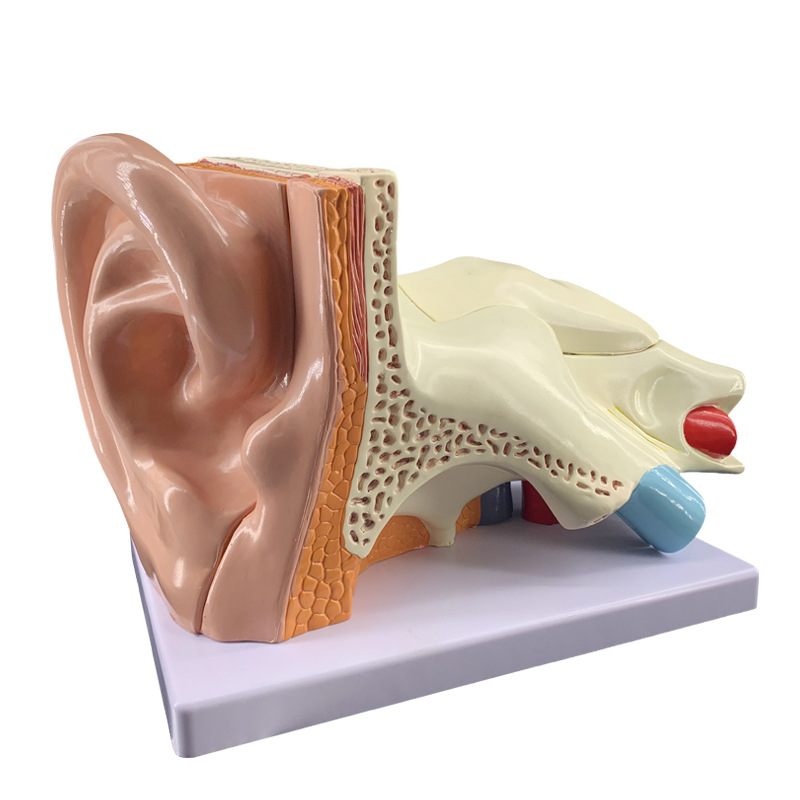 Ear model, desktop ear anatomy model, outer, middle and inner ear auditory system, ear structure, teaching medicine pic 12