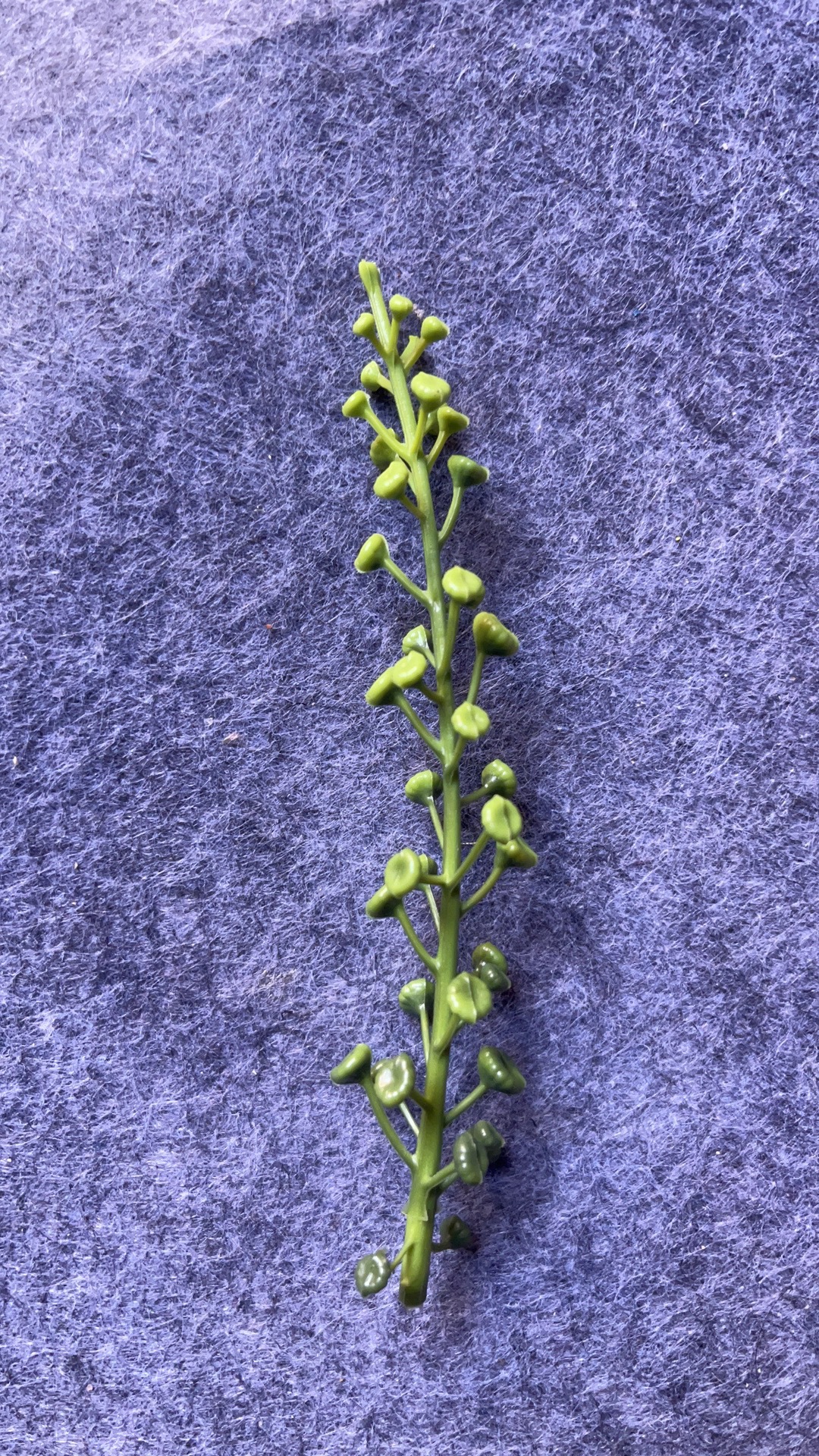 仿真花水草配件新款塑料盆栽家居摆件办公文化仿真园艺装饰植物详情8