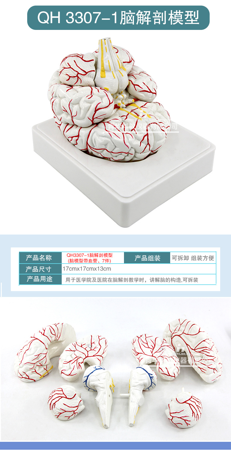 Qinghua 4D Assembly Brain Anatomy Model, human brain anatomy, cerebrovascular artery, nerve, medical science and education model pic 7