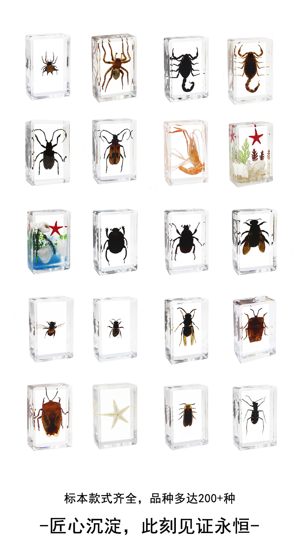 Zhenfang Craft Factory offers self-operated real insect specimens, biological science popularization teaching, ciphertext waybills, and cross-border one-piece consignment pic 6