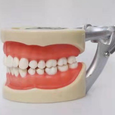 跨境专供口腔牙科牙龈教学模型标准牙牙模型32牙可拆卸诊所模型详情8