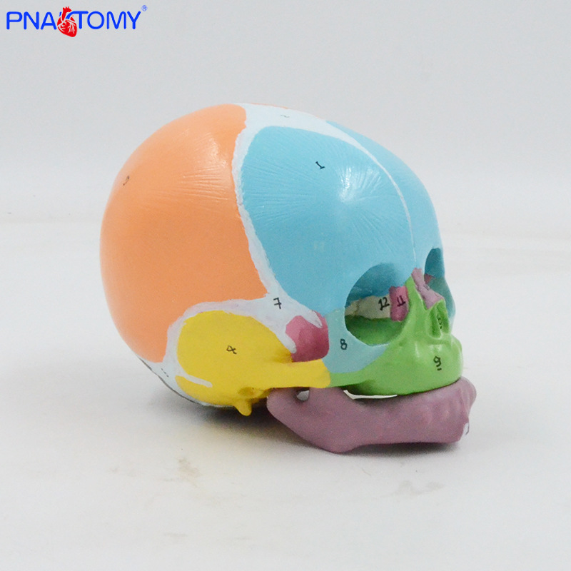 1:1 color baby skull model with digital marking, frontal fontanelle, mandibular anatomy teaching aid, medical display pic 4