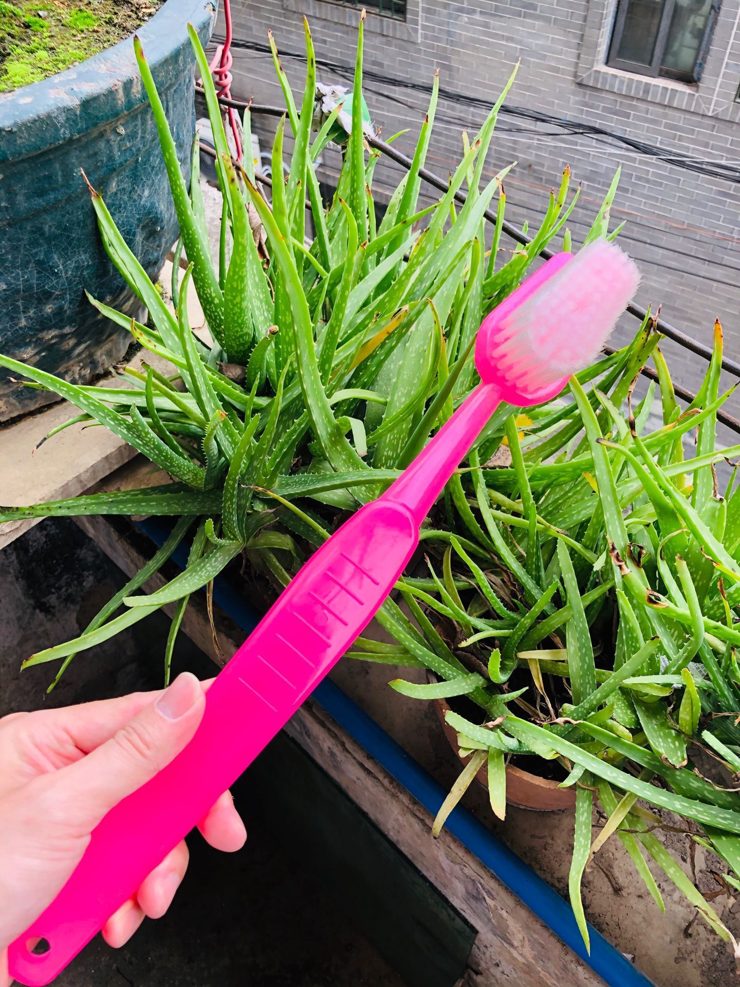 Large toothbrush, big toothbrush, scrubbing brush, bathing brush, cleaning brush, hotel long-handled massage, back rubbing, bath brush, bath brush pic 3