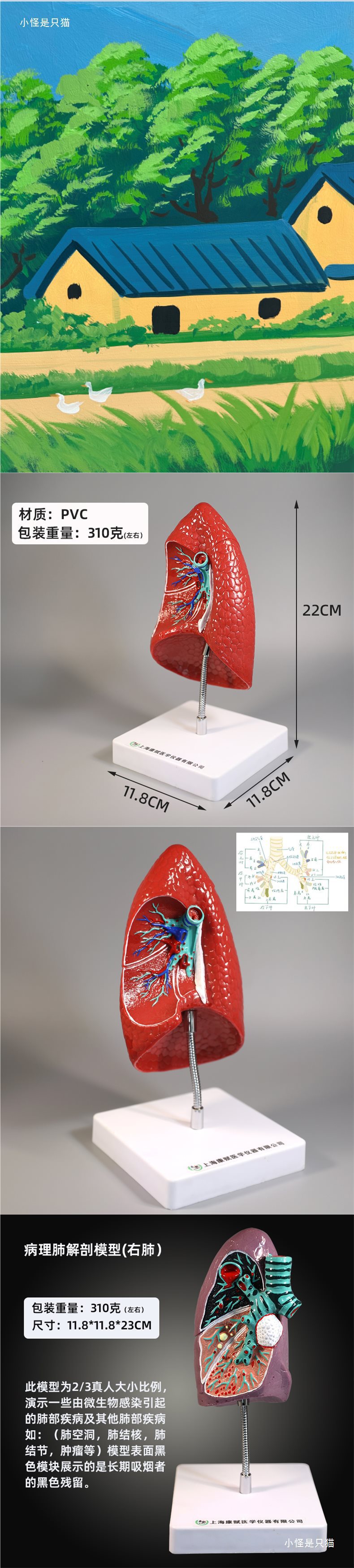 Respiratory system model, human lung pathology, lung larynx, heart and lung, visceral system anatomical structure, medical teaching pic 2