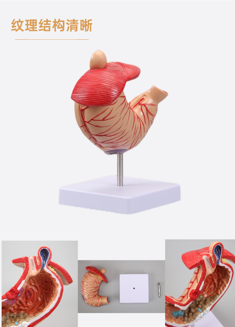 Human stomach anatomy model, traditional Chinese medicine teaching physical object, human stomach structure model, portable demonstration equipment, tuning fork to assist learning pic 8