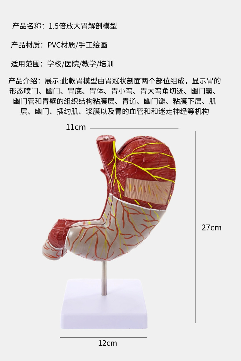Human stomach anatomy model, traditional Chinese medicine teaching physical object, human stomach structure model, portable demonstration equipment, tuning fork to assist learning pic 5