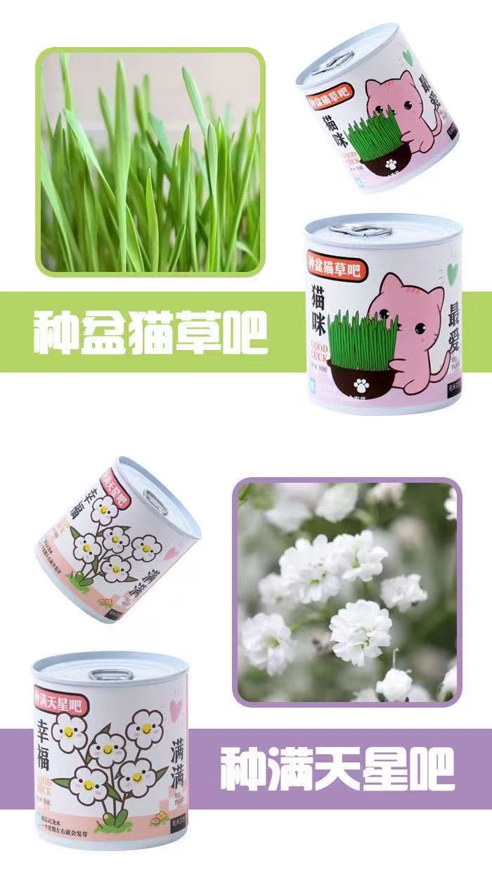 幼儿园儿童种植小盆栽学生迷你水果小盆栽盲盒办公室内桌面绿植物详情11