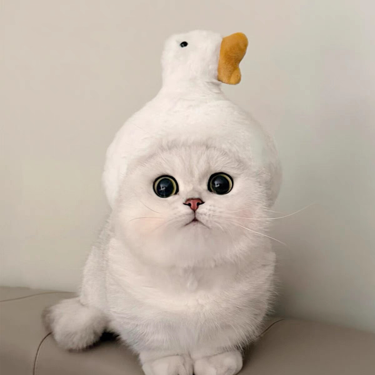 跨境宠物帽子装饰头套毛绒变装小狗狗猫咪比熊可爱拍照头饰搞怪详情7