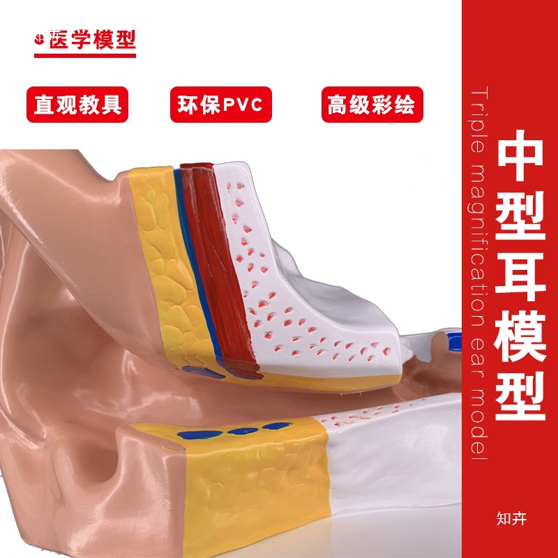 Ear model, desktop ear anatomy model, outer, middle and inner ear auditory system, ear structure, teaching medicine pic 10