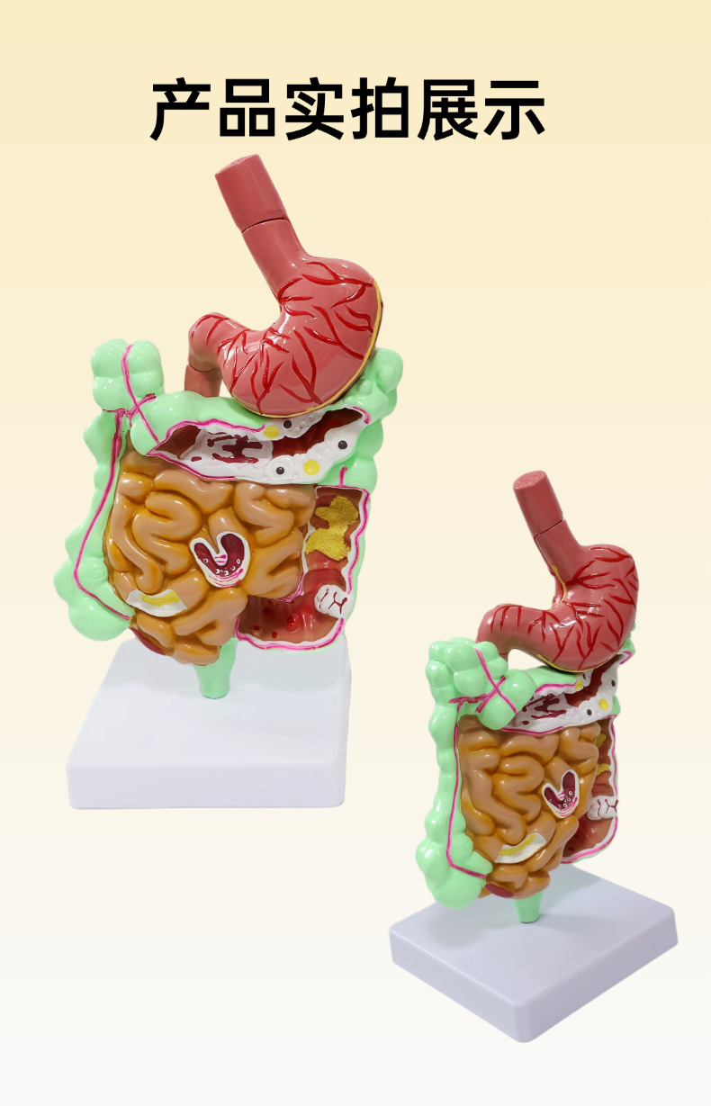 Human stomach anatomy model, traditional Chinese medicine teaching physical object, human stomach structure model, portable demonstration equipment, tuning fork to assist learning pic 7