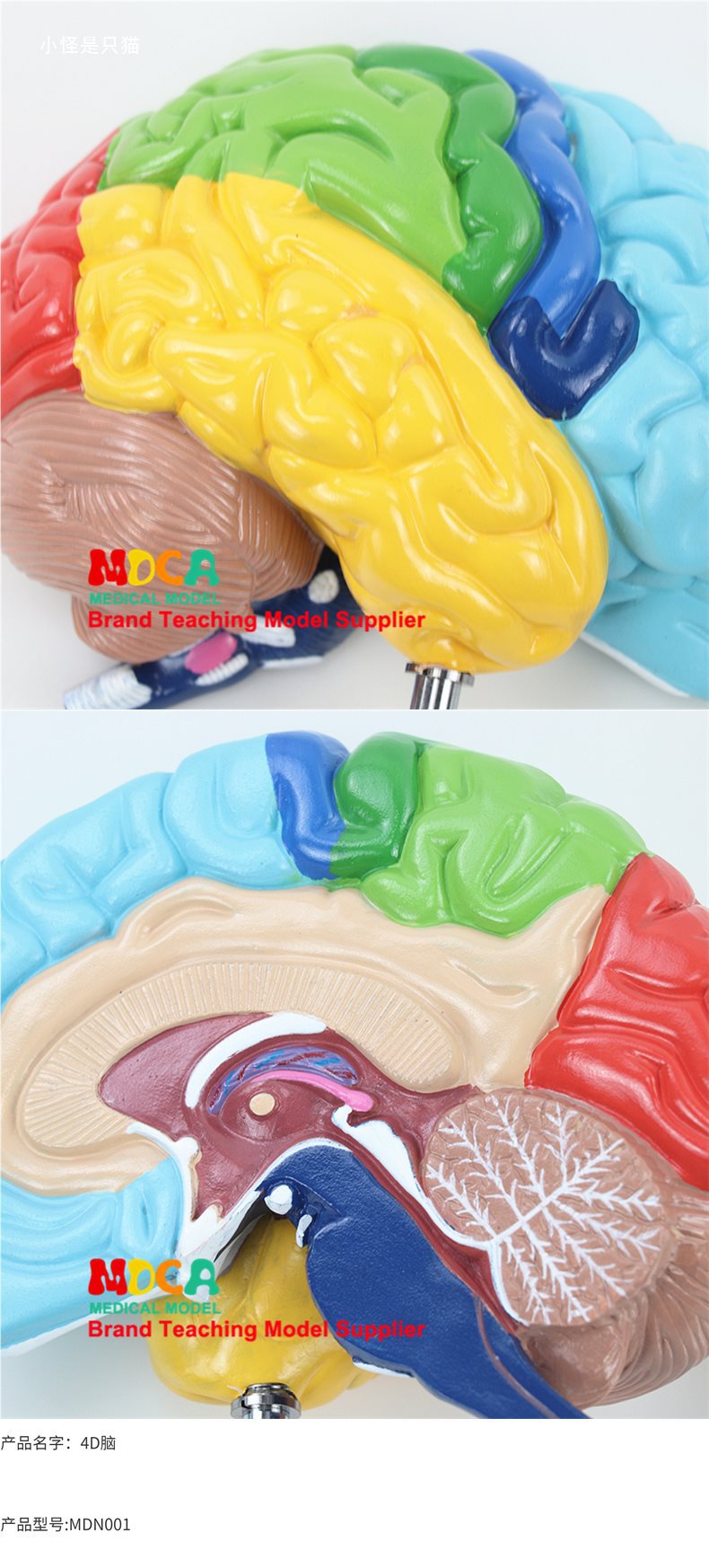 右半大脑解剖模型人体1:1神经皮质结构与功能分区医学教学详情5