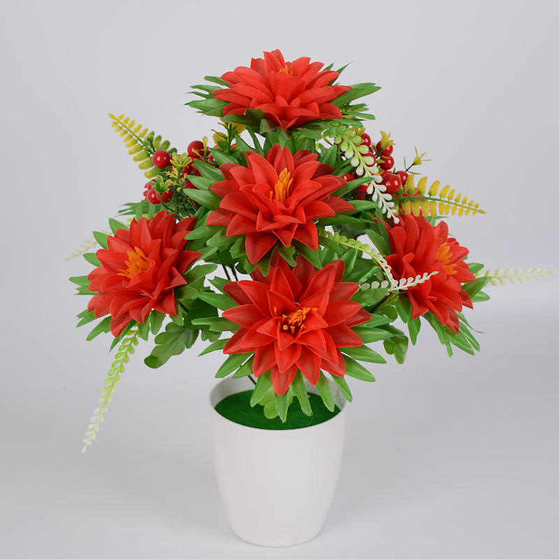 10头7耳菊03.JPG