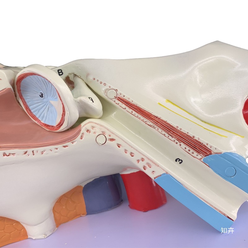 Ear model, desktop ear anatomy model, outer, middle and inner ear auditory system, ear structure, teaching medicine pic 14