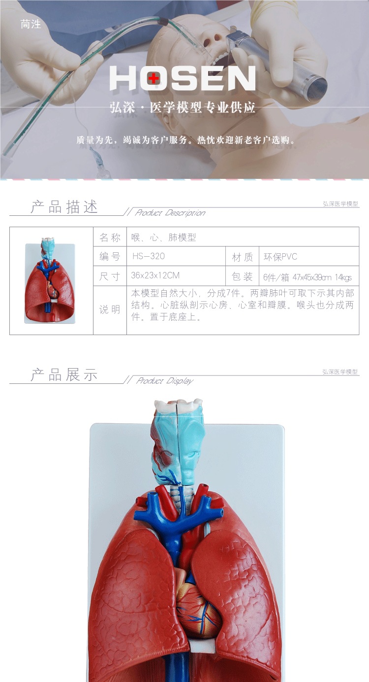 Human respiratory system model, larynx, heart and lung structure, detachable medical teaching mold props for larynx, heart and lung pic 1