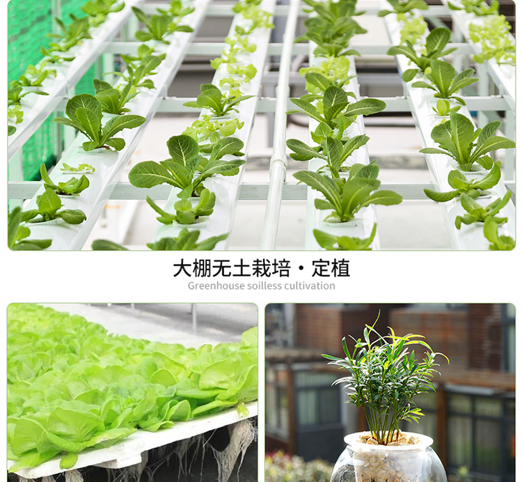 升级 定植篮 塑料水耕水培蔬菜定植篮 无土栽培种植蓝杯 固根器 1详情15