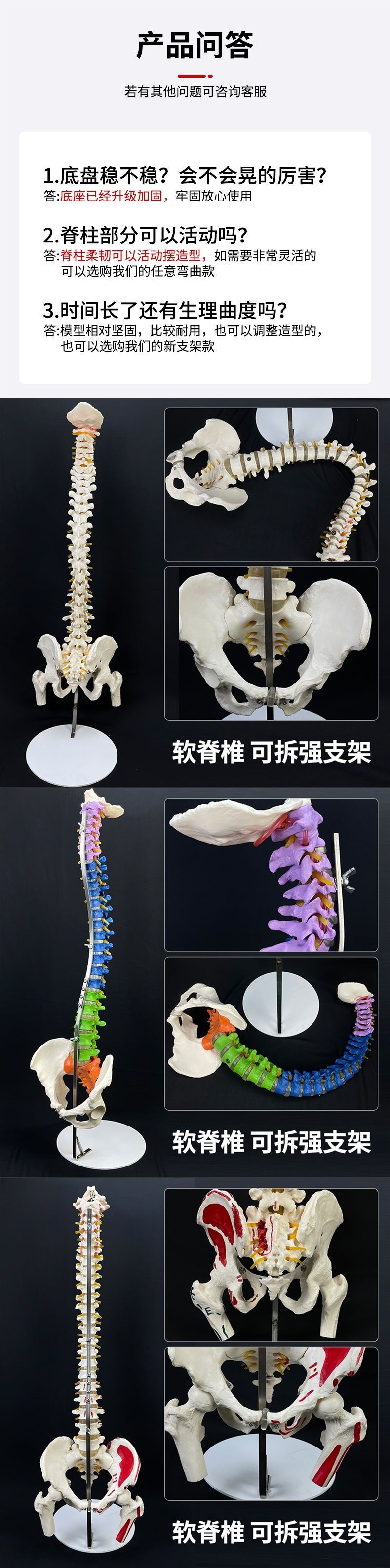 Human spine model, skeleton model, spinal cord model, medical neuro-skeletal simulation, anatomical simulation, bone setting pic 5