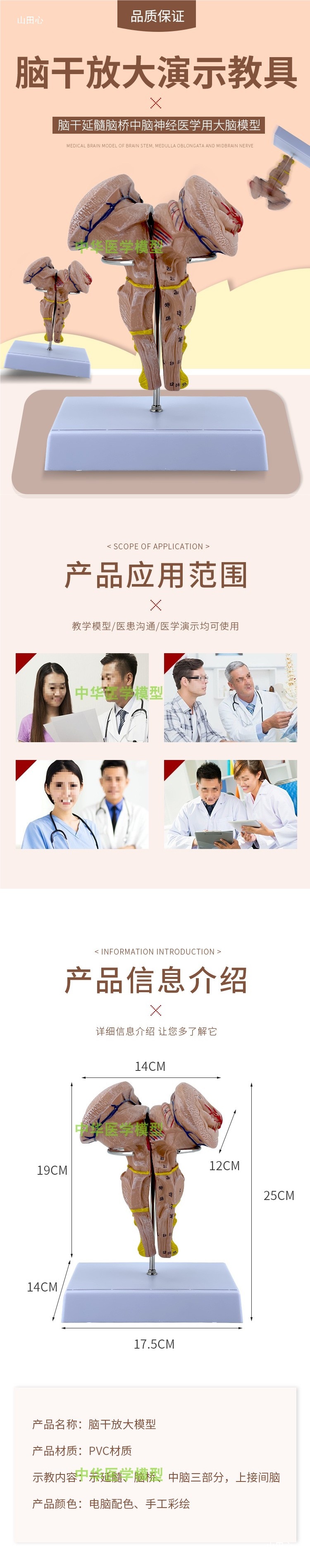 医学医学两倍放大版人体大脑神经解剖人脑端脑室功能区分模型详情5