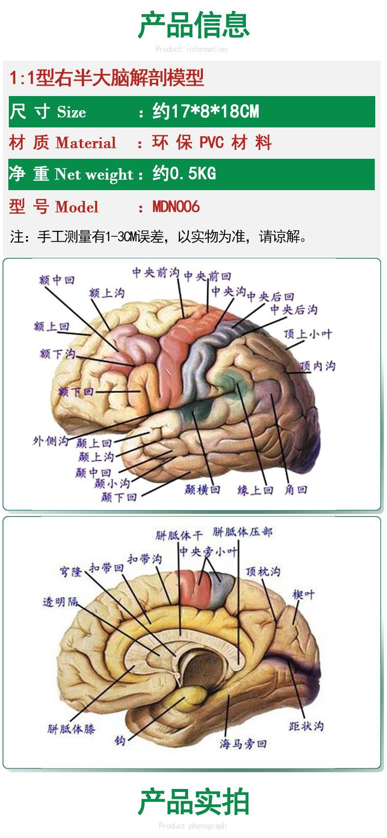 右半大脑解剖模型人体1:1神经皮质结构与功能分区医学教学详情1