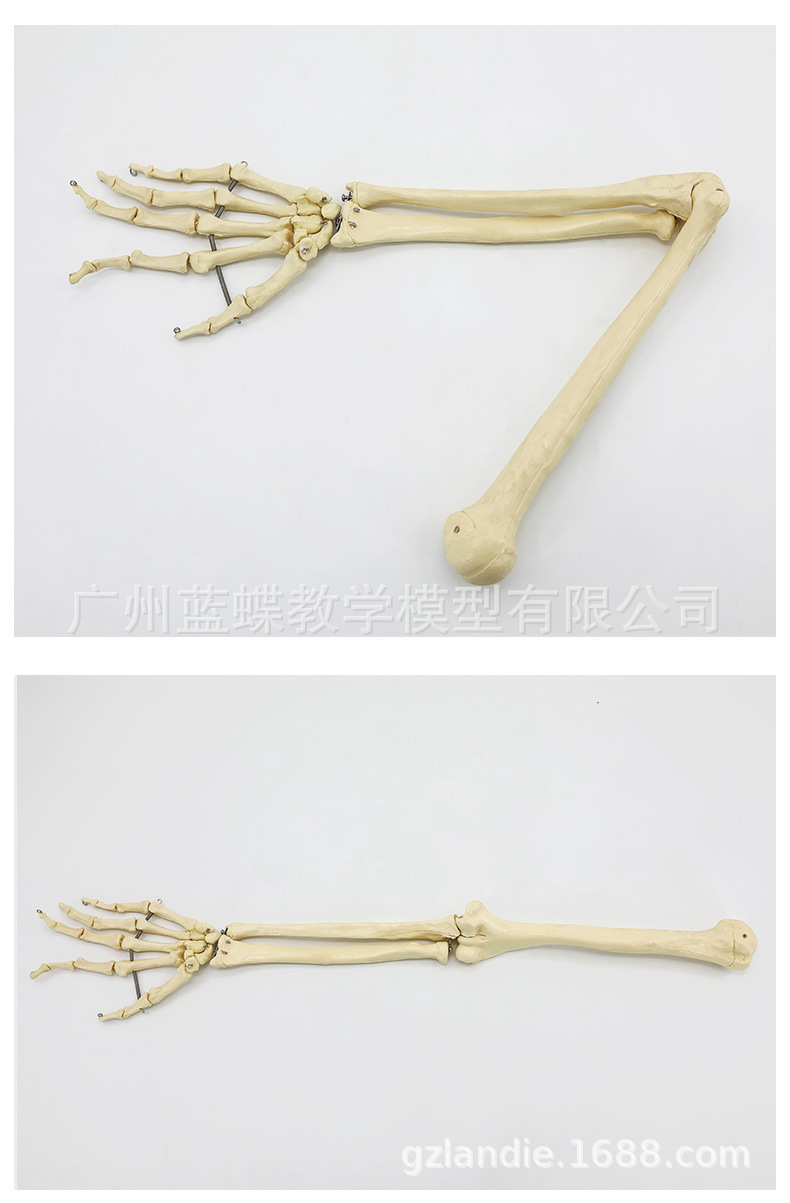 Sectional view of human internal organs, natural large upper and lower limb bone models, teaching of human body model diagrams, multi-functional anatomical display pic 90