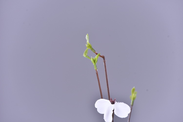 Lanjin Factory wholesale source factory goods artificial cherry blossoms, indoor living room decoration artificial flowers, wedding banquet soft decoration landscaping artificial pear blossoms pic 8