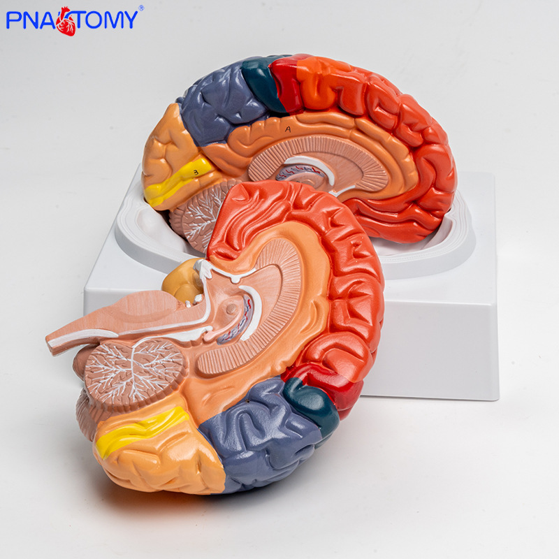 Anatomy of human colored brain structure, brain nerves, brain functions, cortical zoning model, Medical psychology, neurology pic 8