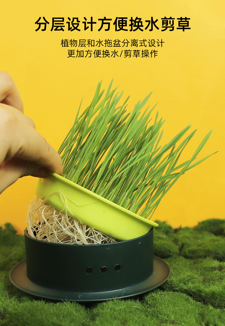 New edible cat grass seeds scientifically eliminate bad breath and supplement dietary fiber. Direct supply from cat snack manufacturers pic 23