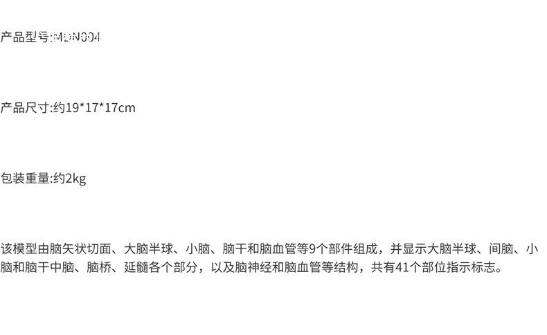 右半大脑解剖模型人体1:1神经皮质结构与功能分区医学教学详情13
