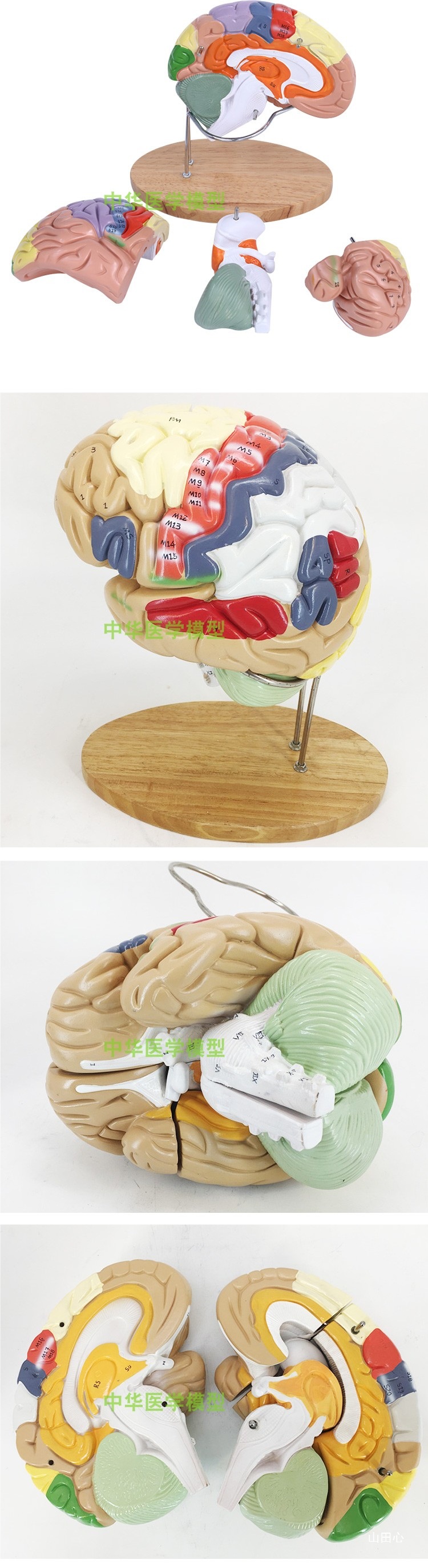 医学医学两倍放大版人体大脑神经解剖人脑端脑室功能区分模型详情3