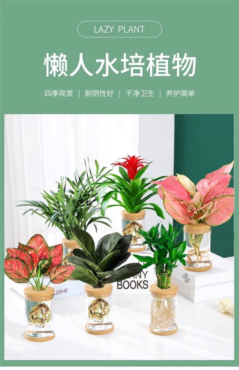 水培植物盆栽绿萝栀子花办公室内花卉小绿植四季好养多肉水养盆栽详情1