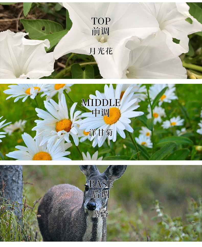 爆款娇柏兰魅力山泉金色光华男士香水花香调清新持久留香跨境香氛详情8