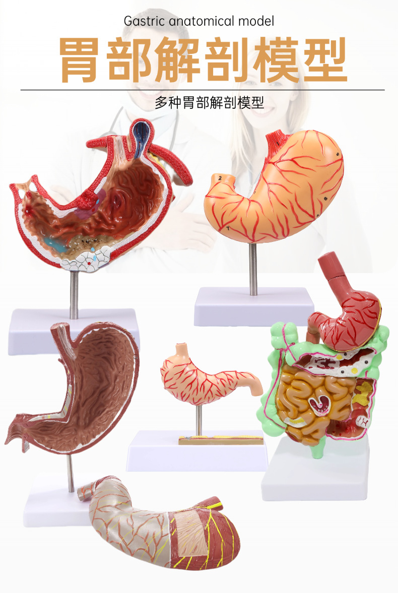 Human stomach anatomy model, traditional Chinese medicine teaching physical object, human stomach structure model, portable demonstration equipment, tuning fork to assist learning pic 1