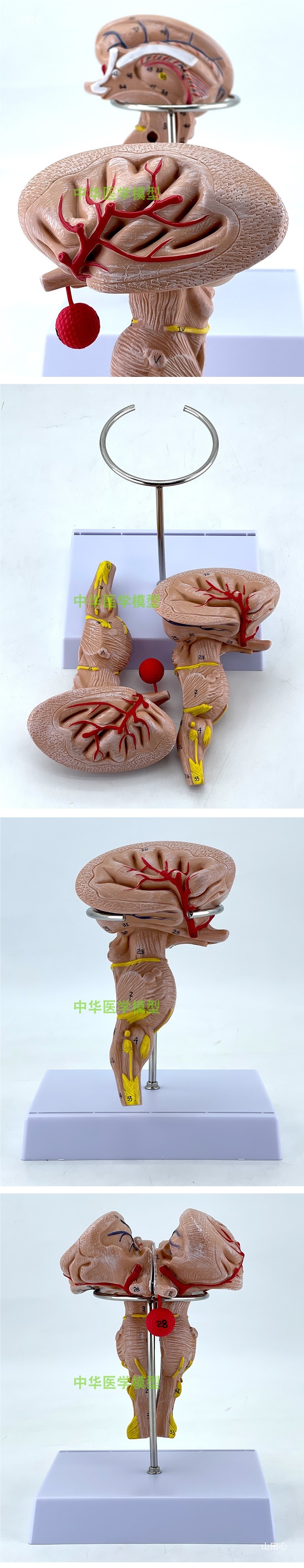 医学医学两倍放大版人体大脑神经解剖人脑端脑室功能区分模型详情7
