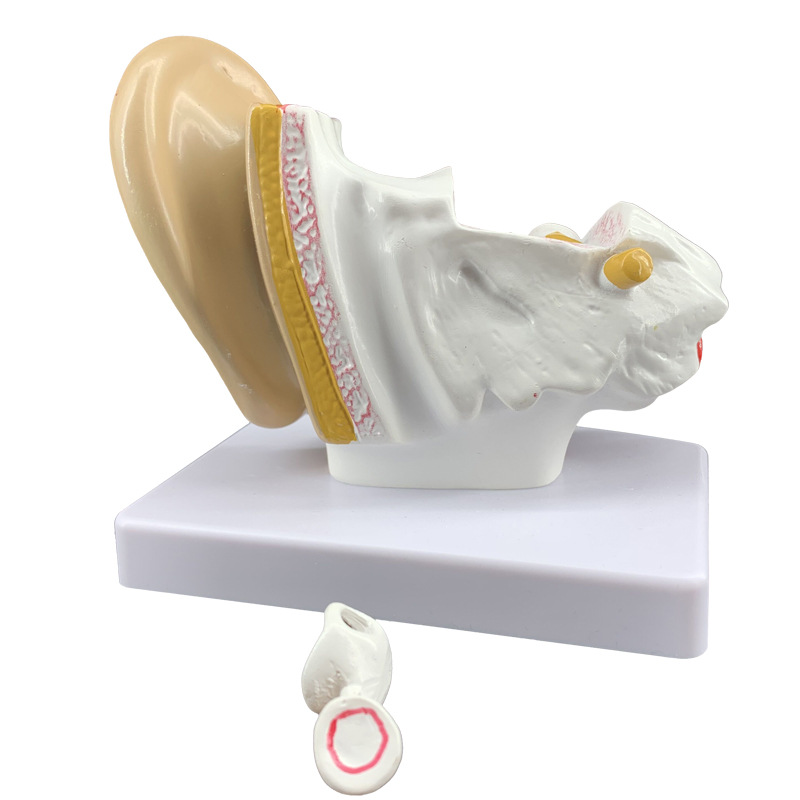 Ear model, desktop ear anatomy model, outer, middle and inner ear auditory system, ear structure, teaching medicine pic 5
