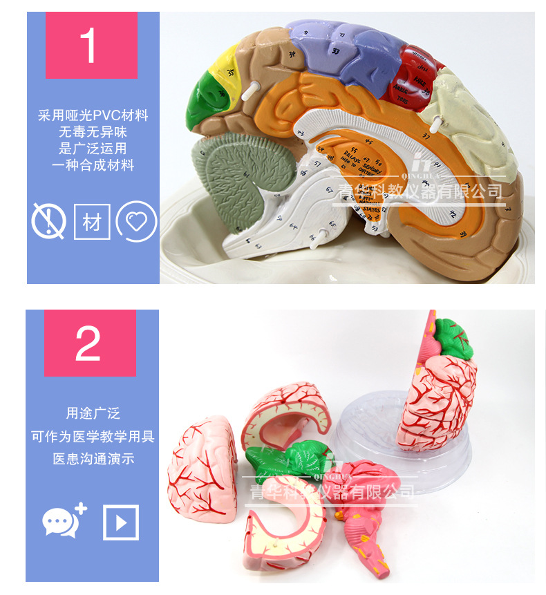 Qinghua 4D Assembly Brain Anatomy Model, human brain anatomy, cerebrovascular artery, nerve, medical science and education model pic 5