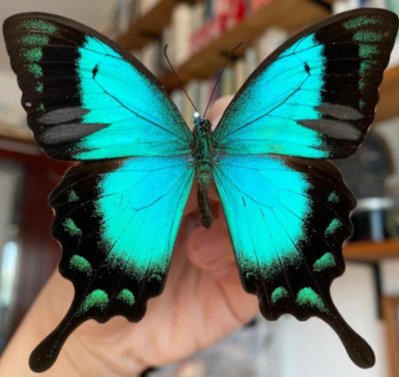 蝴蝶标本摆件真蝴蝶昆虫标本学生儿童创意生日礼科学认知科教玩具详情4