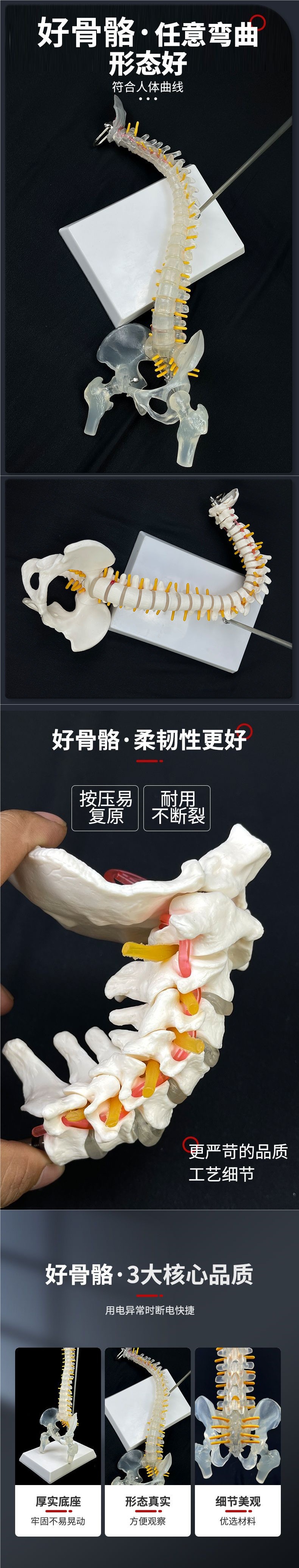 Human spine model, skeleton model, spinal cord model, medical neuro-skeletal simulation, anatomical simulation, bone setting pic 2