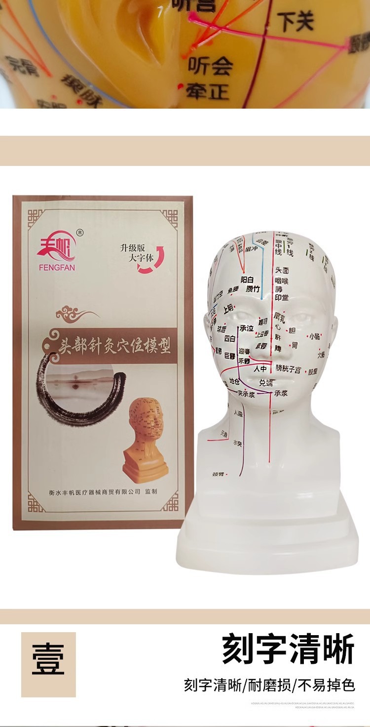 Head medical acupuncture practice model, traditional Chinese medicine acupoint meridian massage human body model, massage head model 21cm pic 9