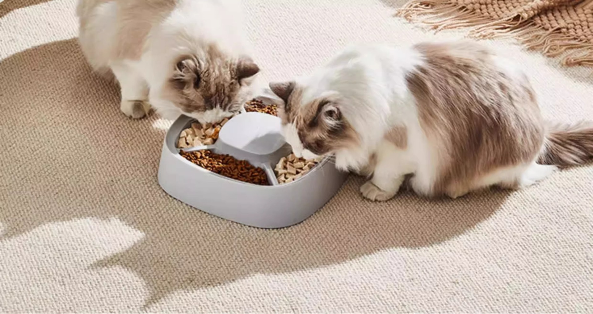 猫碗食盆猫盘猫盆猫咪饭碗粮碗猫粮盆猫饭盆幼猫分格狗碗宠物用品详情10