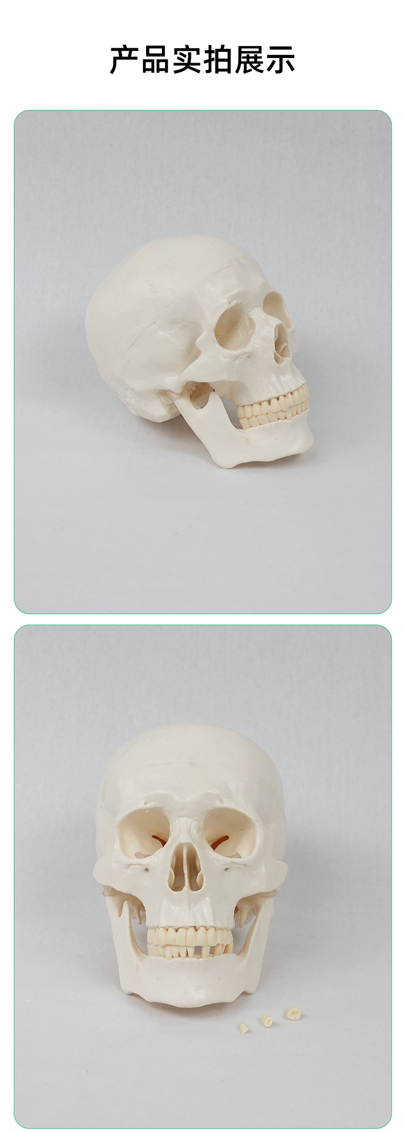 Teaching skull natural adult skull model anatomy teaching model medical college clinical teaching supplies pic 4
