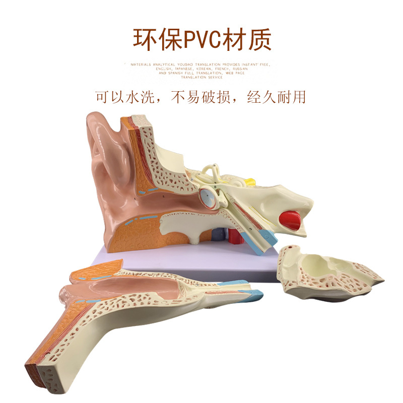 Ear model, desktop ear anatomy model, outer, middle and inner ear auditory system, ear structure, teaching medicine pic 13
