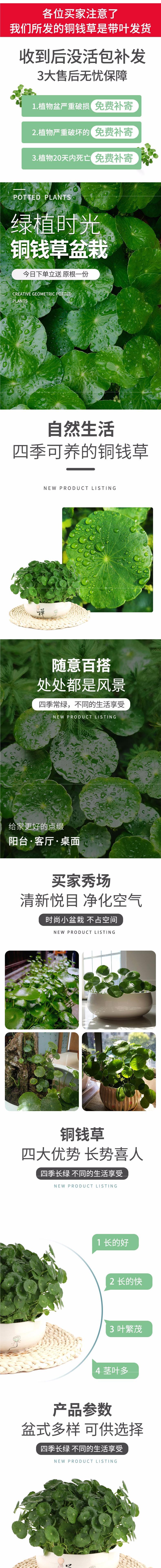 铜钱草水培植物盆栽室内小绿植花卉水养金钱草籽水生四季好养带叶详情1