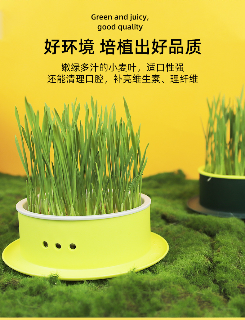 New edible cat grass seeds scientifically eliminate bad breath and supplement dietary fiber. Direct supply from cat snack manufacturers pic 24