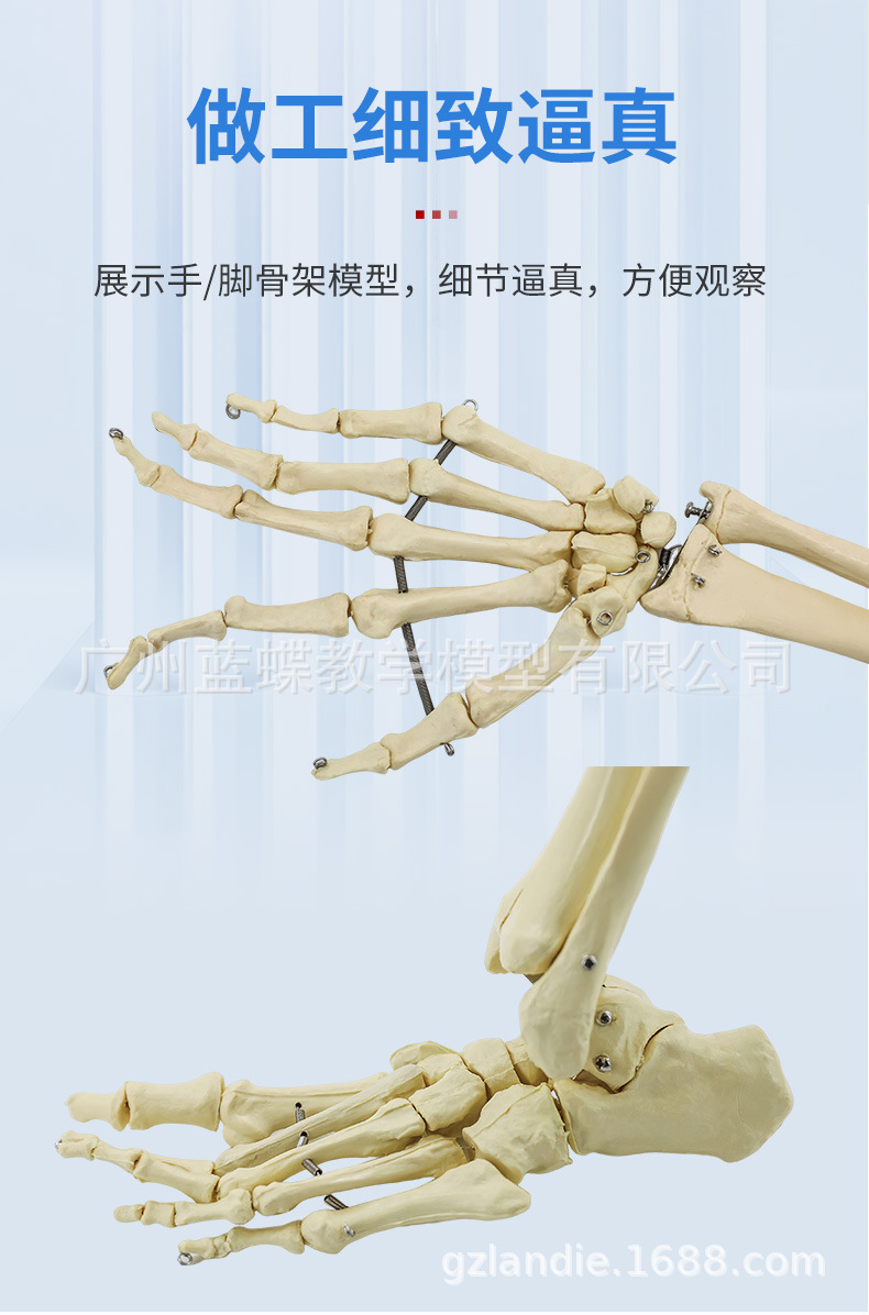 Sectional view of human internal organs, natural large upper and lower limb bone models, teaching of human body model diagrams, multi-functional anatomical display pic 87